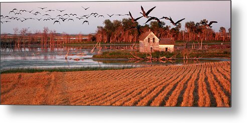 North Dakota Geese Wheat Stubble Devils Lake Farm Autumn Hunting Lake Abandoned Homestead Scenic Landscape Panorama Metal Print featuring the photograph Stensby Homestead by Peter Herman