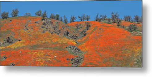 Spring Metal Print featuring the photograph Tejon Pass Poppy Panorama by Lynn Bauer