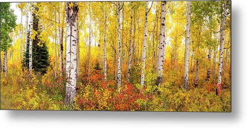 Fall Metal Print featuring the photograph The Beauty of the Autumn Forest by Tim Reaves