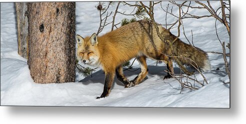 Red Fox Metal Print featuring the photograph The Red Fox by Yeates Photography