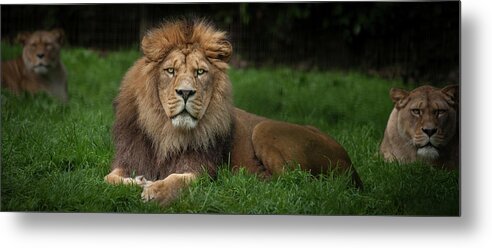 Lion Metal Print featuring the photograph Three Lions by Nigel R Bell