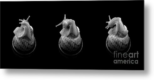 Animal Metal Print featuring the photograph Three snails by Clayton Bastiani
