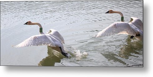 Trumpeter Swans Metal Print featuring the photograph Trumpeter Swans Taking Off by Michael Dougherty