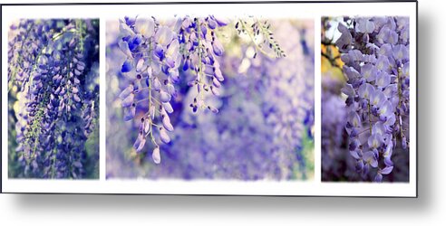 Collage Metal Print featuring the photograph Wisteria Triptych by Jessica Jenney