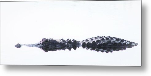 Alligator Metal Print featuring the photograph Afloat by Michael Allard