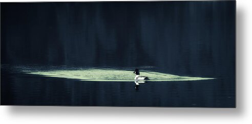 Water Metal Print featuring the photograph Common Goldeneye by Allan Wallberg