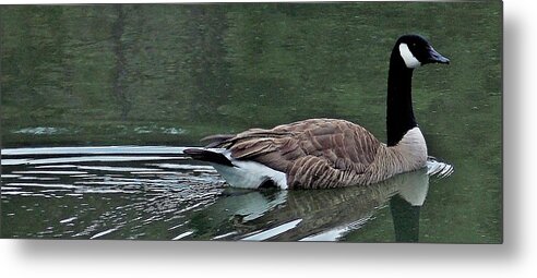 Canadian Geese Metal Print featuring the photograph Easy Glider by John Glass