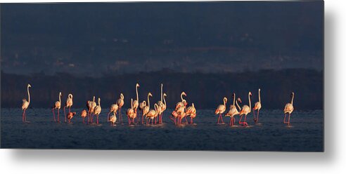Flamingo Metal Print featuring the photograph Flamingos by Diana Andersen