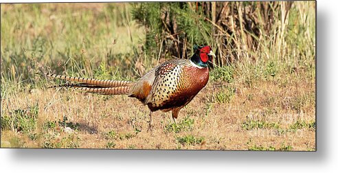 Bird Metal Print featuring the photograph Ring-necked Pheasant by Dennis Hammer