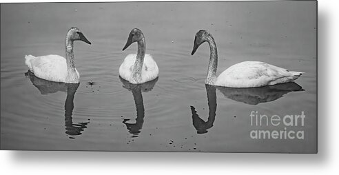 #yellowstone #swans #trumpeter #blackandwhite #bw #birds #water Metal Print featuring the photograph Drop Something? by Patrick Nowotny