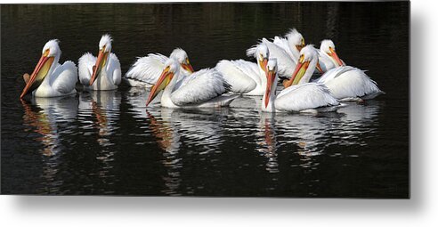 Pelicans Metal Print featuring the photograph Pelicans at Viking Park #3 of 7 - Stoughton Wisconsin by Peter Herman
