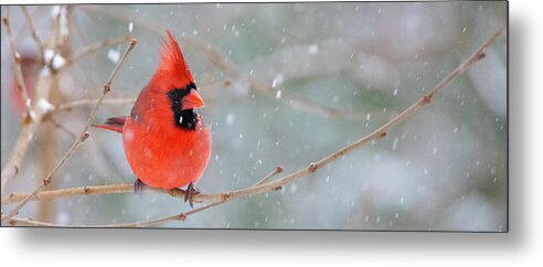 Cardinal Metal Print featuring the photograph Snowbird by Fred DeSousa