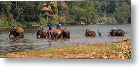 Elephant Metal Print featuring the photograph Bath Time by Vivian Christopher