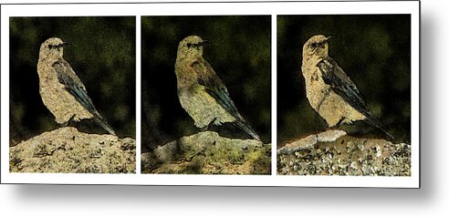 Bird Metal Print featuring the photograph Three Birds by John Goyer