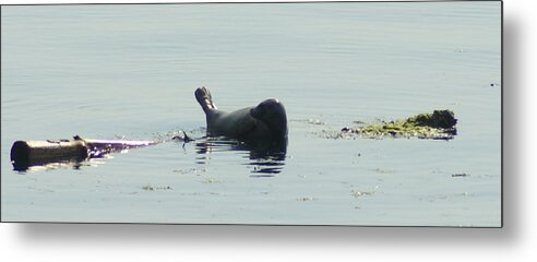 Seal Metal Print featuring the photograph Seal by Jerry Cahill