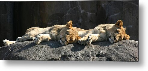 Cat Metal Print featuring the photograph Naptime For The Twins by David Dunham