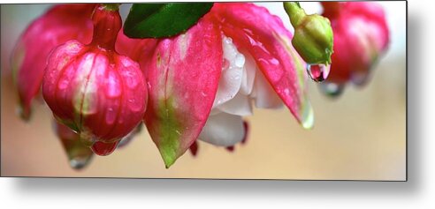 Flower Metal Print featuring the photograph Quenched by Corinne Rhode