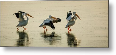 American White Pelican Metal Print featuring the photograph Heading South by Ray Silva