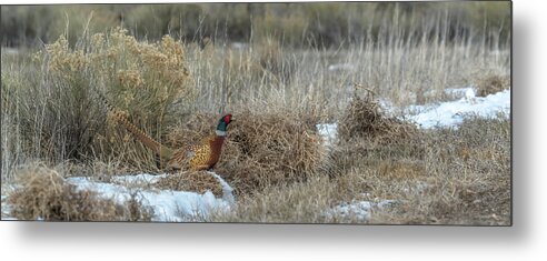 Ring-necked Pheasant Metal Print featuring the photograph Pheasant Glory by Yeates Photography