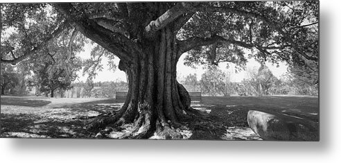 Shade Tree Metal Print featuring the photograph Shade Tree B W by Mike McGlothlen