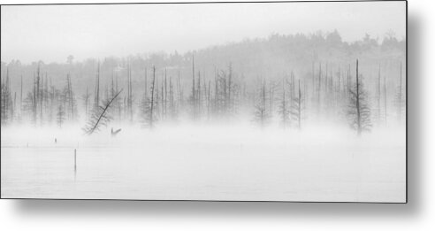 Black And White Trees Metal Print featuring the photograph Ghost Trees V by David Waldrop