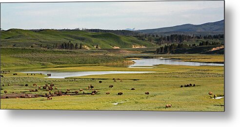 Bison Metal Print featuring the photograph Yellowstone River in Hayden Valley in Yellowstone National Park by Jean Clark