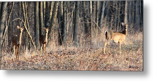 Whitetail Metal Print featuring the photograph Whitetail Alert by Mark J Seefeldt