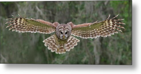 Barred Owl Metal Print featuring the photograph The Approach. #1 by Evelyn Garcia