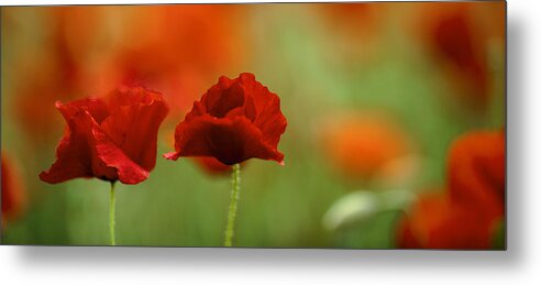 Poppy Metal Print featuring the photograph Summer Poppy Meadow #8 by Nailia Schwarz