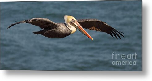 Brown Pelican Metal Print featuring the photograph Brown Pelican Flying By by Max Allen