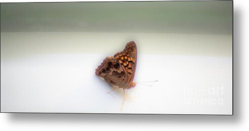 Butterfly Metal Print featuring the photograph Butterfly on my car by Merle Grenz