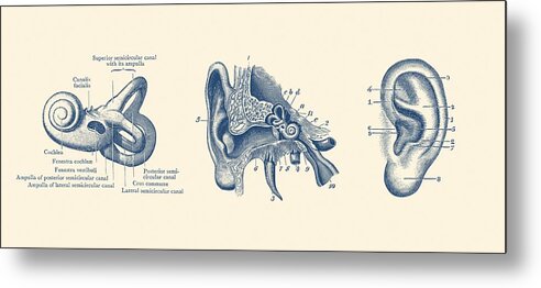 Ear Metal Print featuring the photograph Human Ear Anatomy Diagram - Vintage Print by Vintage Anatomy Prints