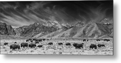 Animal Metal Print featuring the photograph Roaming Bison in Black and White by Mark Kiver