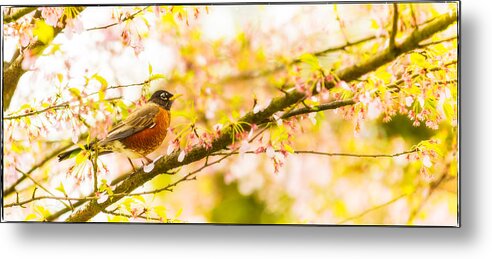 Animal Metal Print featuring the photograph Robin in spring blossom cherry tree by Peter V Quenter