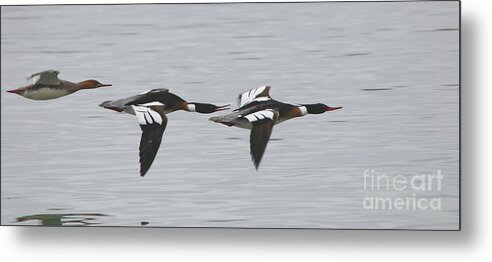 Mergansers Metal Print featuring the photograph The Chase by fototaker Tony