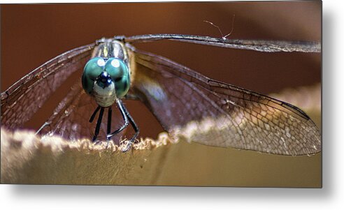 Insect Metal Print featuring the photograph Watched by a Dragonfly by Portia Olaughlin