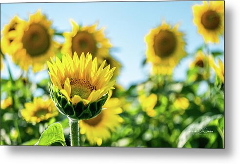 Sunflower Metal Print featuring the photograph Dare to be Different by Pam DeCamp