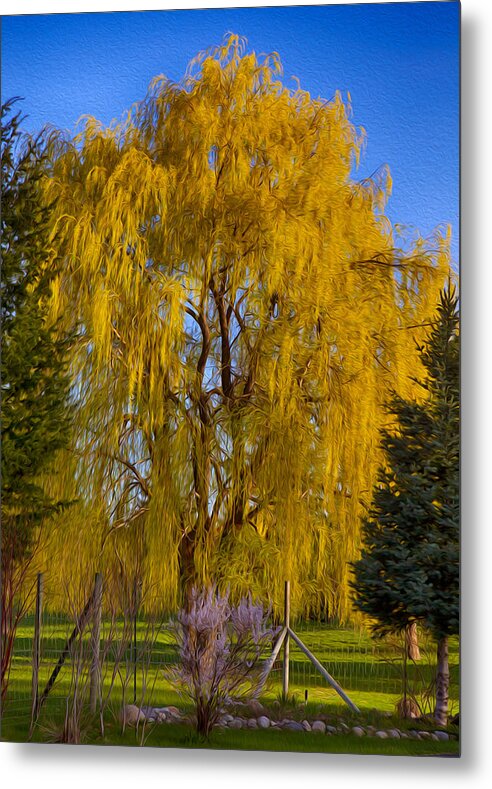 North Cascades Metal Print featuring the photograph Golden Willow Tree by Omaste Witkowski
