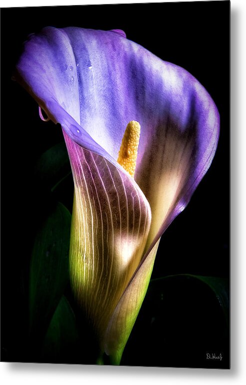 Flower Metal Print featuring the photograph Colors by Don Hoekwater Photography