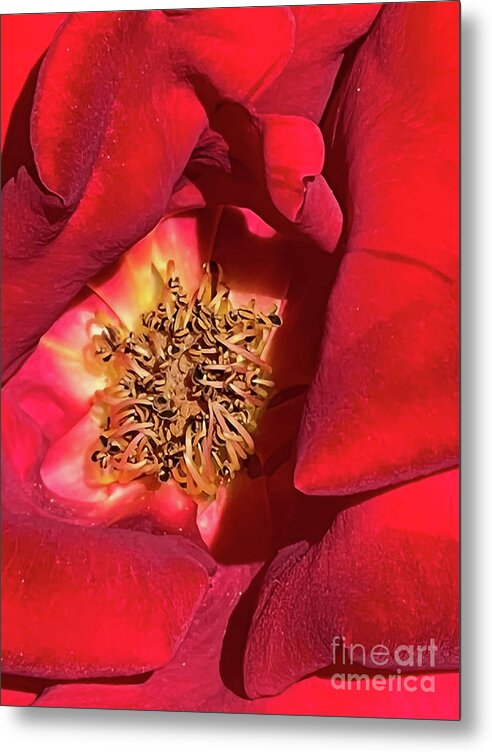  Metal Print featuring the photograph Rosa Veteran's Honor by Kristen Kennedy