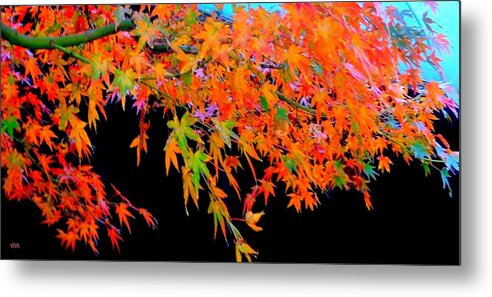 Maple Metal Print featuring the photograph Maple Magic by VIVA Anderson