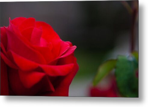 Rose Metal Print featuring the photograph Rose by Tommy Farnsworth
