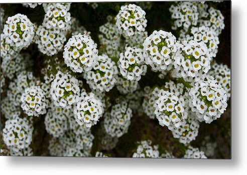 Flowers Metal Print featuring the photograph Sweet Alyssum by Windy Osborn