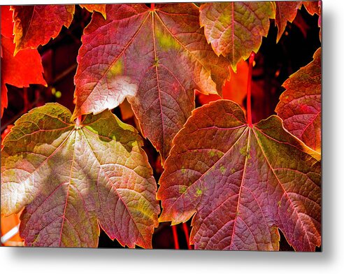 Leaves Metal Print featuring the photograph Leaves by Tommy Farnsworth