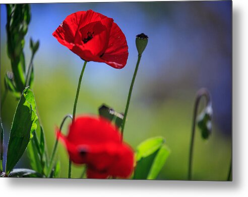 Poppies Metal Print featuring the photograph Red Prince by Uri Baruch