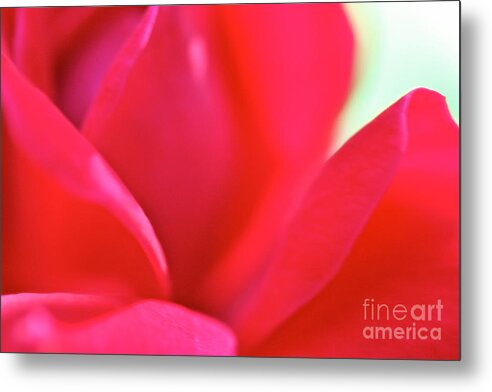 Cathy Dee Janes Metal Print featuring the photograph Rose Essence Study 2 by Cathy Dee Janes