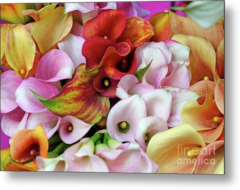 Backgrounds Metal Print featuring the photograph Colorful Calla Lilies by Bruce Block