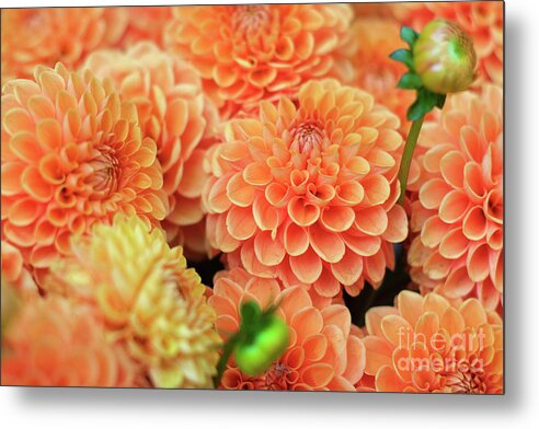Coral Orange Metal Print featuring the photograph Dahlia by Bruce Block