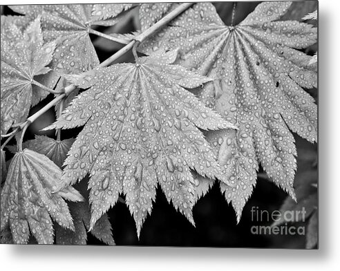 Full Moon Maple Metal Print featuring the photograph Full Moon Maple Leaf after a spring rain by Bruce Block