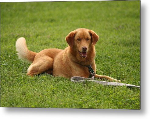 Dog Metal Print featuring the photograph Rusty by JD Brandenburg